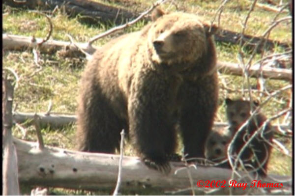 Obsidian's Cubs Spring 2000